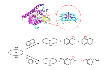 Theoretical Study of Iron Porphyrin Imine Specie of P411 Enzyme: Electronic Structure and Regioselectivity of C(sp3)-H Primary Amination 2011-3191